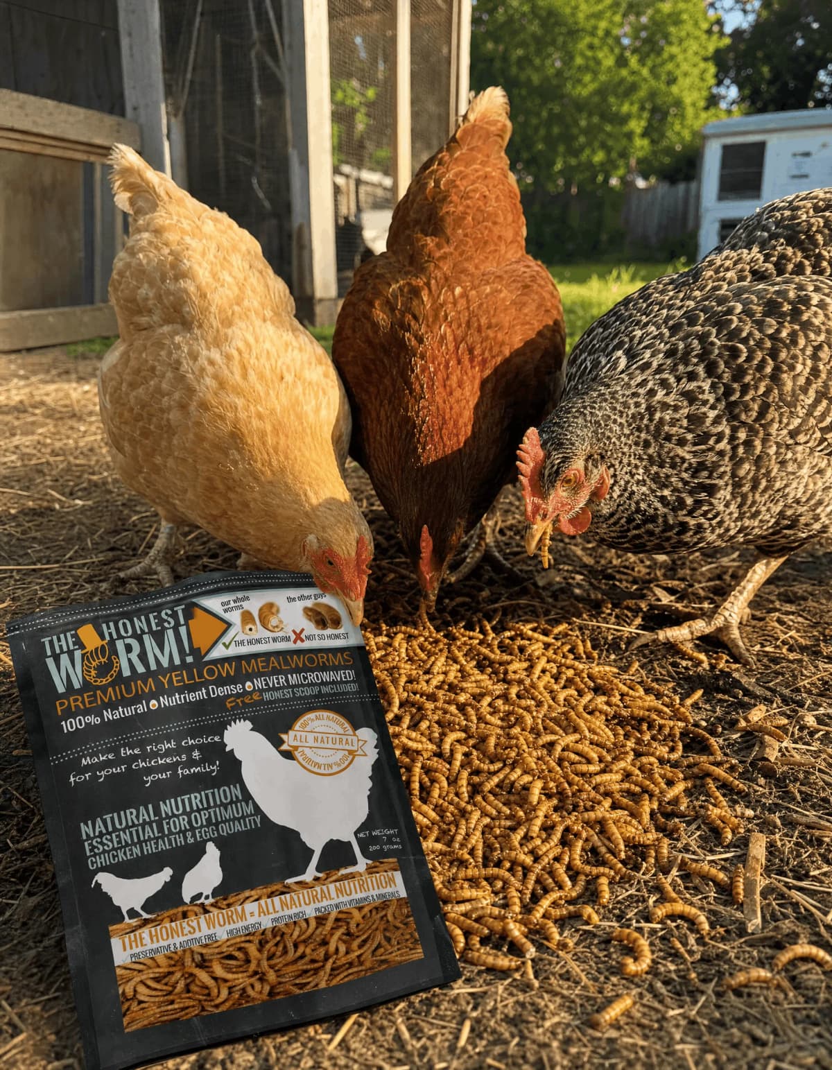 Chickens crowding in for Honest Worm mealworms